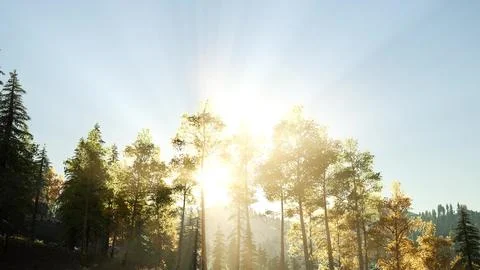 Sun Beams through Trees Stock Illustration