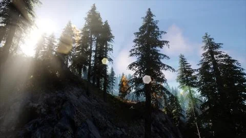 Sun Beams through Trees Stock Illustration