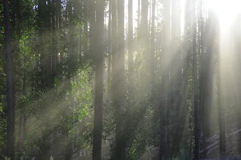 Sun beams in trees Stock-Fotos