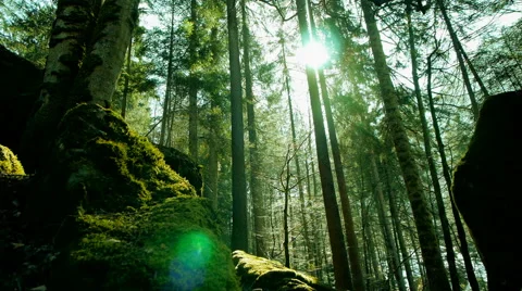 Sun beams trough trees in forest. beaming light. nature. fantasy Stock Footage 64539245