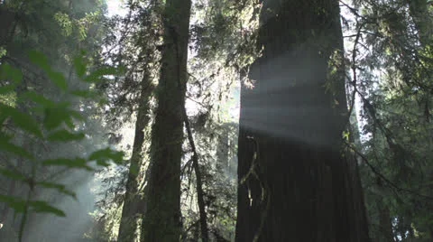 Sun beans deep in the Forest, Redwood National Park 4 스톡 동영상 22634844