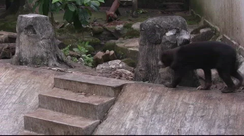 Sun Bear (5) Video stock 843859