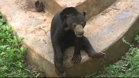 Sun Bear (6) Stock Footage 716781
