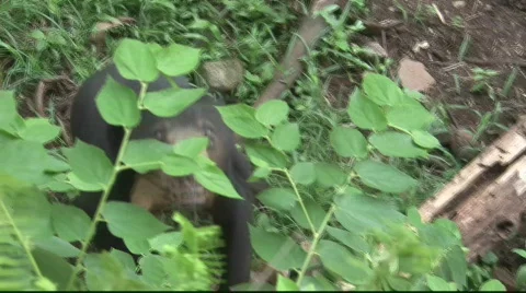 Sun Bear in Action Stock Footage 718682