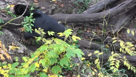 Sun bear also known as a Malaysian bear (Helarctos malayanus) Stock Footage 259871075