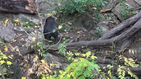 Sun bear also known as a Malaysian bear (Helarctos malayanus) Stock Footage 259871103