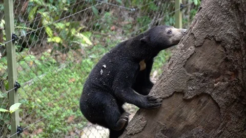 A sun bear climbs a big trunk and starts to play and fight with another one Stock Footage 97715478