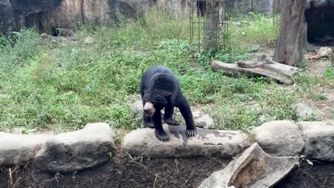 Sun bear with distinctive colors blending into the natural habitat, Vídeos de archivo 340569322