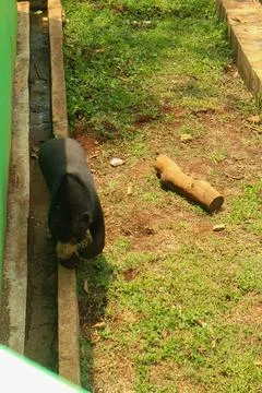 Sun Bear eating in the forest Stock Photos