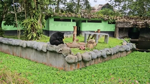 Sun Bear Eating Sugarcane on Stone Ledge Stock Footage 321886804