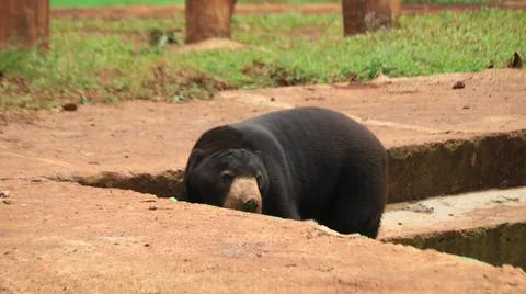 Sun Bear in Enclosure Stock Photos