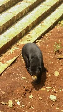 Sun Bear exploring its habitat Stock Photos