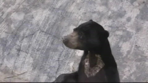 The Sun Bear Video stock 716571