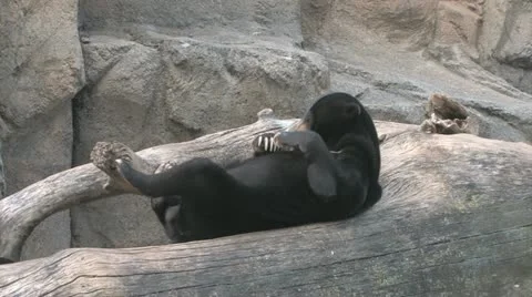 Sun Bear Stock Footage 11528565