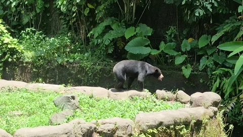 Sun bear 動画素材 331826641