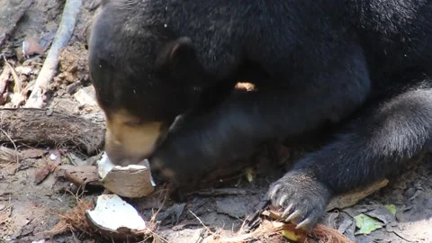 Sun bear Helarctos malayanus in Bornean Sun Bear Conservation Centre Stock Footage 156982290