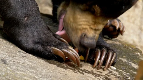 Sun bear (Helarctos malayanus) eating fruits Stock Footage 101405051