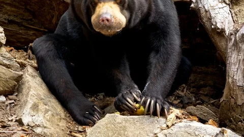 Sun bear (Helarctos malayanus) eating fruits Stock Footage 101405166