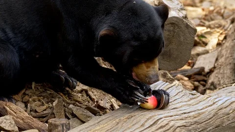 Sun bear (Helarctos malayanus) eating fruits Stock Footage 101405607