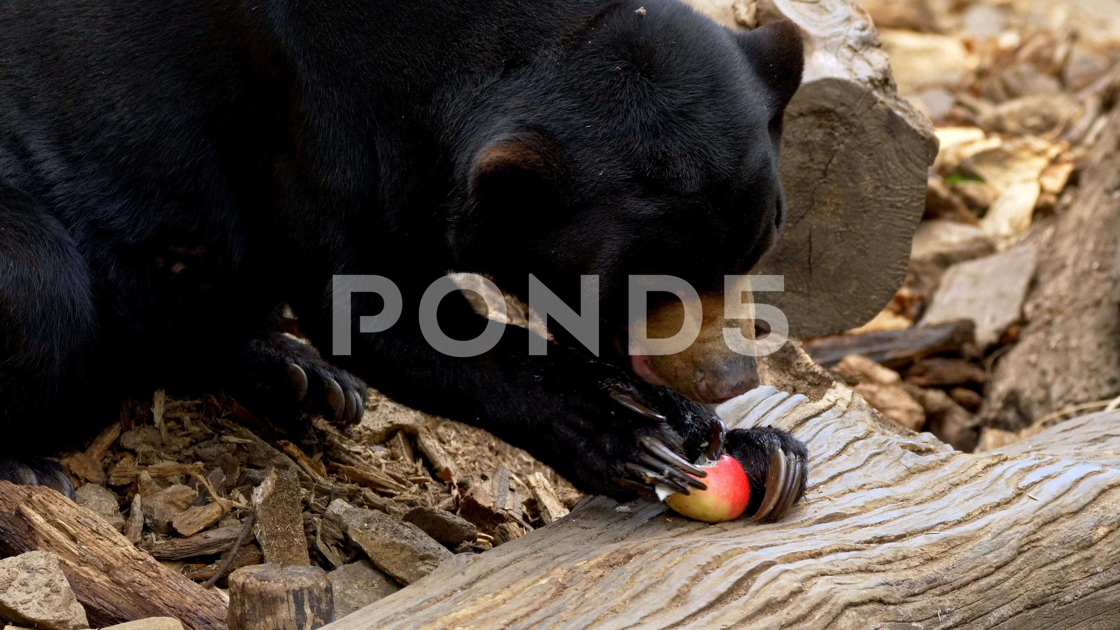 sun bear eating