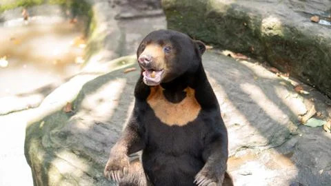 Sun bear (Helarctos malayanus) in Ho Chi Minh City Zoo Stock Photos