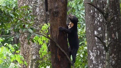 Sun Bear (Helarctos malayanus) Looking for Food Stock Footage 87396705
