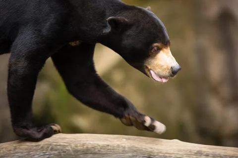 Sun Bear (Helarctos malayanus) 스톡 사진