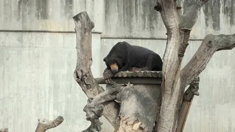 The Sun Bear (Helarctos malayanus) sleeping at the Madrid Zoo Aquarium. Video stock 171532442