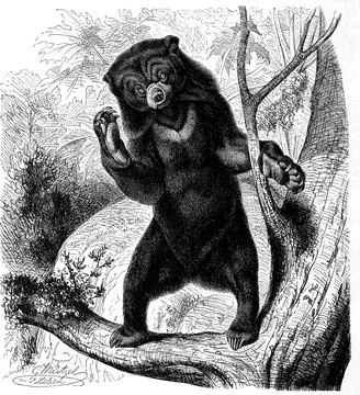 Sun bear Helarctos malayanus usually sometimes also called sun bear is a Stock Illustration