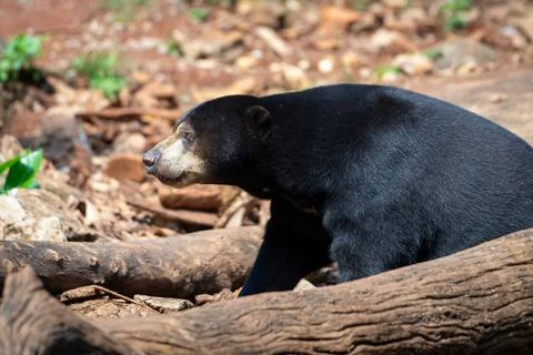Sun Bear (Helarctos malayanus) walking behind a log in a natural habitat with bl Foto stock