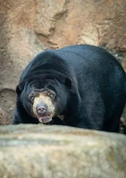 Sun Bear (Helarctos malayanus) walking behind a log in a natural habitat with bl Stock Photos