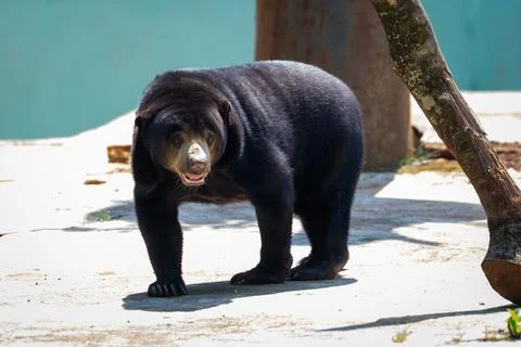 Sun Bear (Helarctos malayanus) walking behind a log in a natural habitat with bl Foto stock