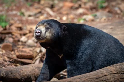 Sun Bear (Helarctos malayanus) walking behind a log in a natural habitat with bl Foto stock