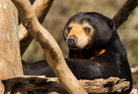 Sun bear looking Stock Photos