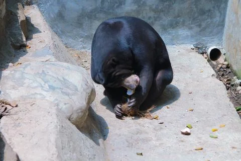 A sun bear or Helarctos malayanus is eating coconuts at the Ragunan zoo Stock Photos