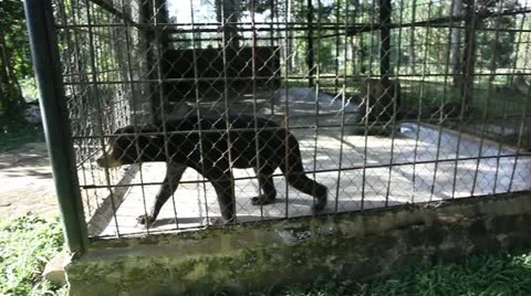 Sun bear pacing in small cage Stock Footage 12449014