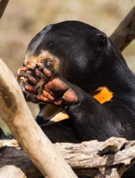 Sun bear paw Stock Photos