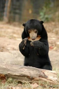 Sun bear Foto stock