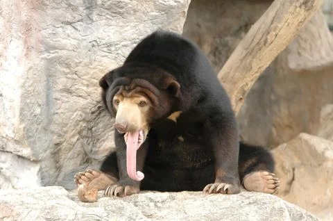 Sun bear Фото