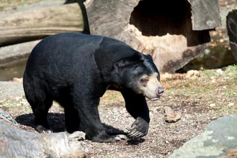 Sun bear Stock Photos