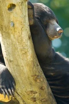 Sun bear Stock Photos