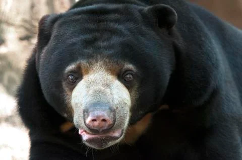 Sun bear Stock Photos
