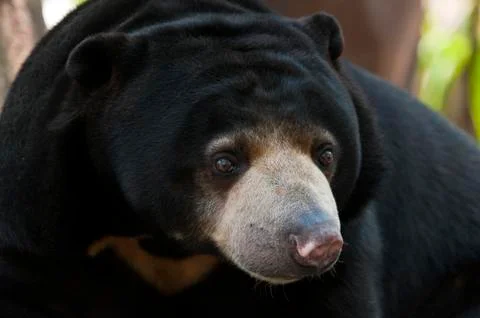 Sun bear Foto stock