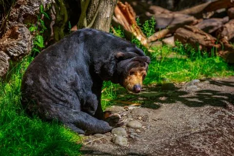 Sun bear Foto stock