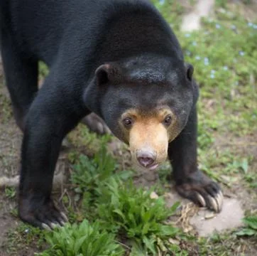 Sun bear Stock Photos