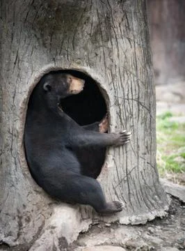 Sun bear Stock Photos