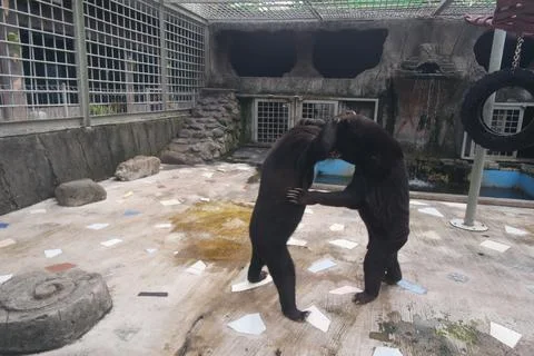 Sun Bear Stock Photos