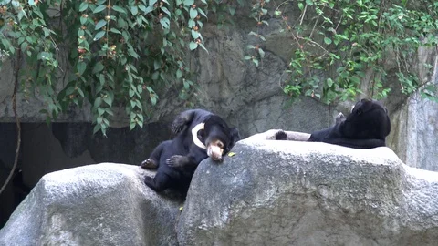 Sun bear relaxing on the rock. Video stock 99147296