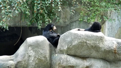 Sun bear relaxing on the stone. 스톡 동영상 99147129