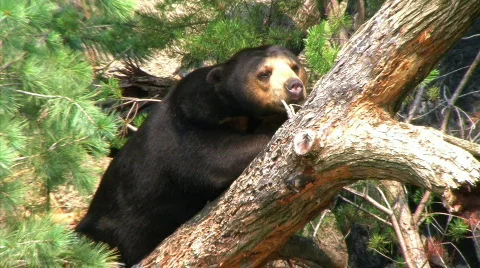 Sun Bear Relaxing in Tree 動画素材 82832
